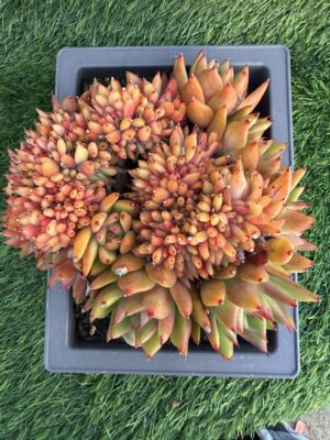 Echeveria Frank Crested