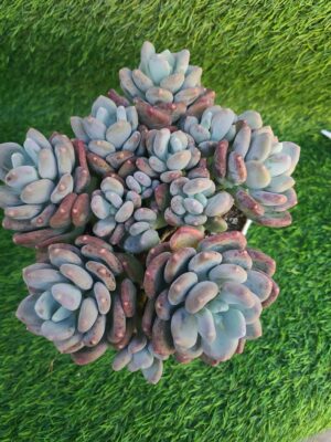 Pachyphytum Cluster
