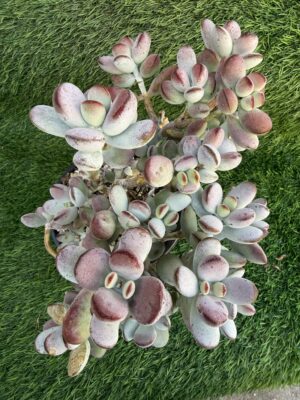 Cotyledon Orbiculata