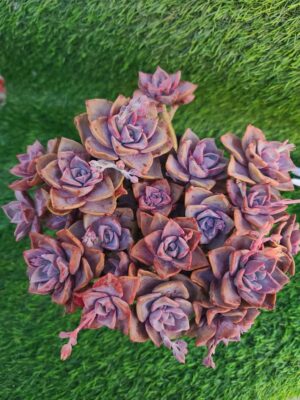 Echeveria Mrs. Richards