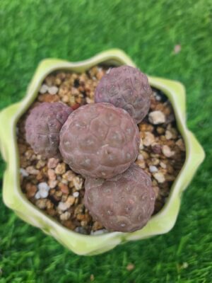 Tephrocactus Geometricus