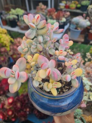 Cotyledon Orbiculata CV Variegated