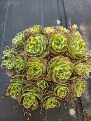 Aeonium Seawave Variegated