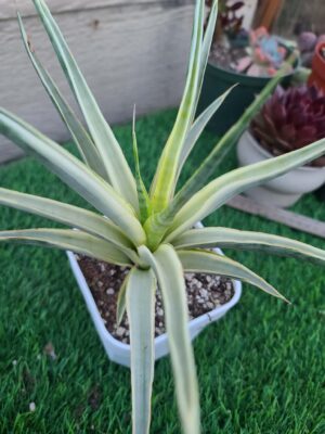 Sansevieria Gracillis Gracillima Variegated Rare