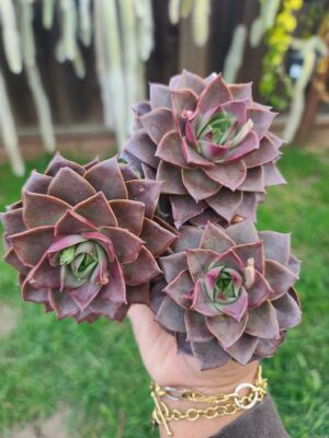 Echeveria Jadestar Special
