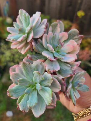 Echeveria Hoveyi Variegated