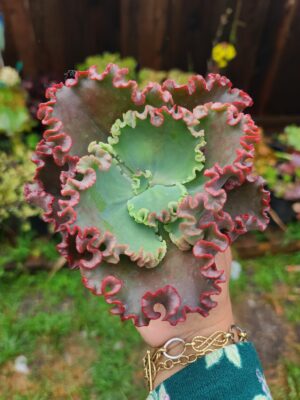 Echeveria Wedding Dress