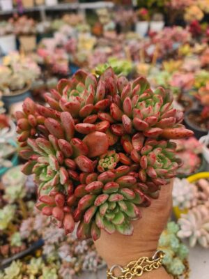 Sedum Pink Ruby