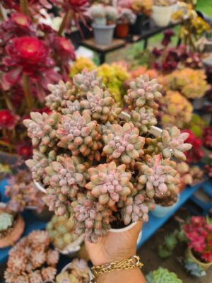 Echeveria Baby finger Cluster