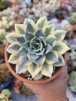 Echeveria Halbingeri Variegated