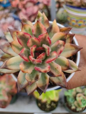 Echeveria Downey