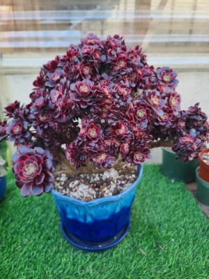 Aeonium Meiji Crested