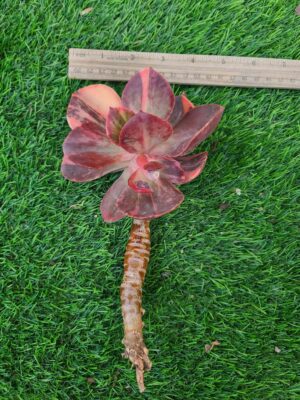 Echeveria Primadonna