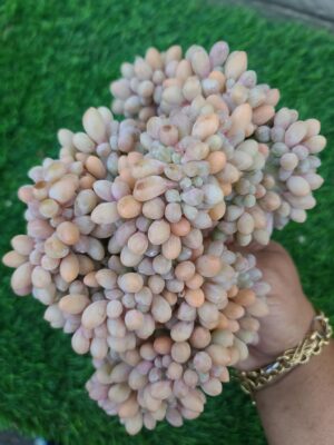 Cremneria 'Expatriata'