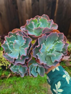 Echeveria Blue Curls