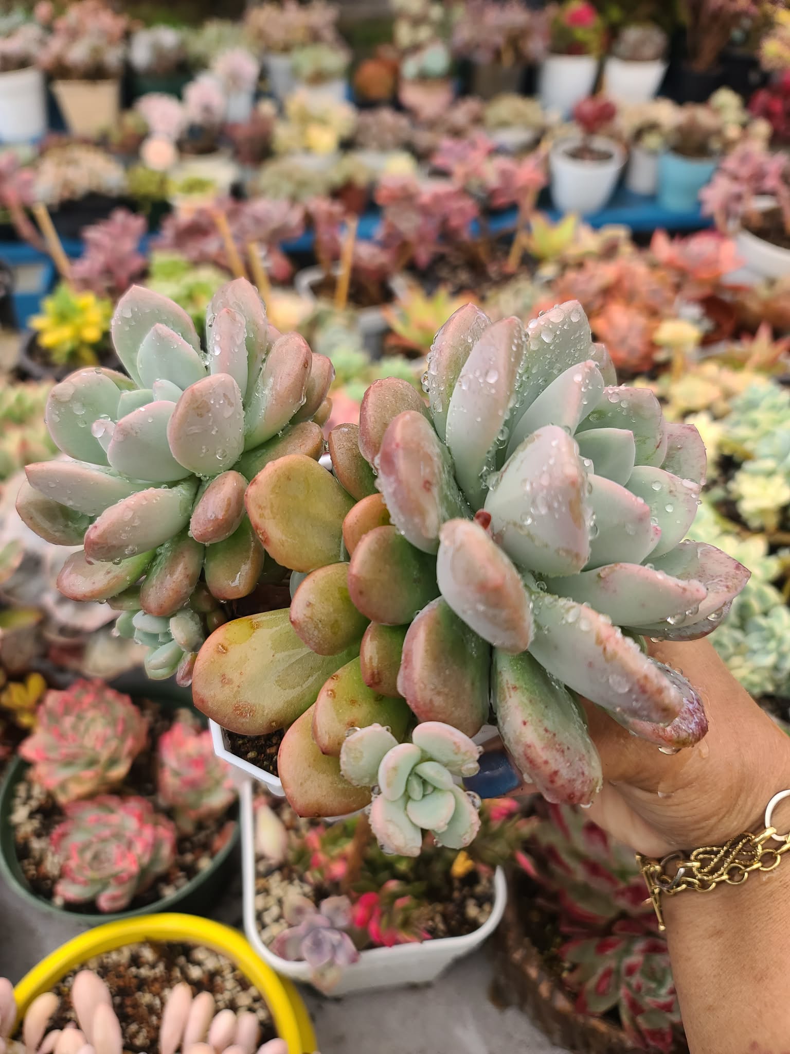 Graptoveria Amorfati - Image 4