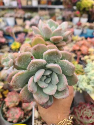 Graptoveria Amorfati