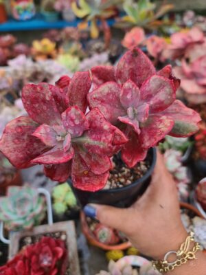 Echeveria Diamond State ( 2 heads )