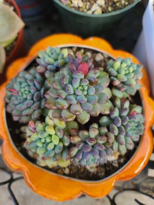 Echeveria Setosa Variegated