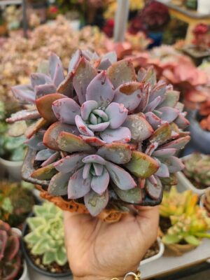 Echeveria Cluster (Unknown ID)