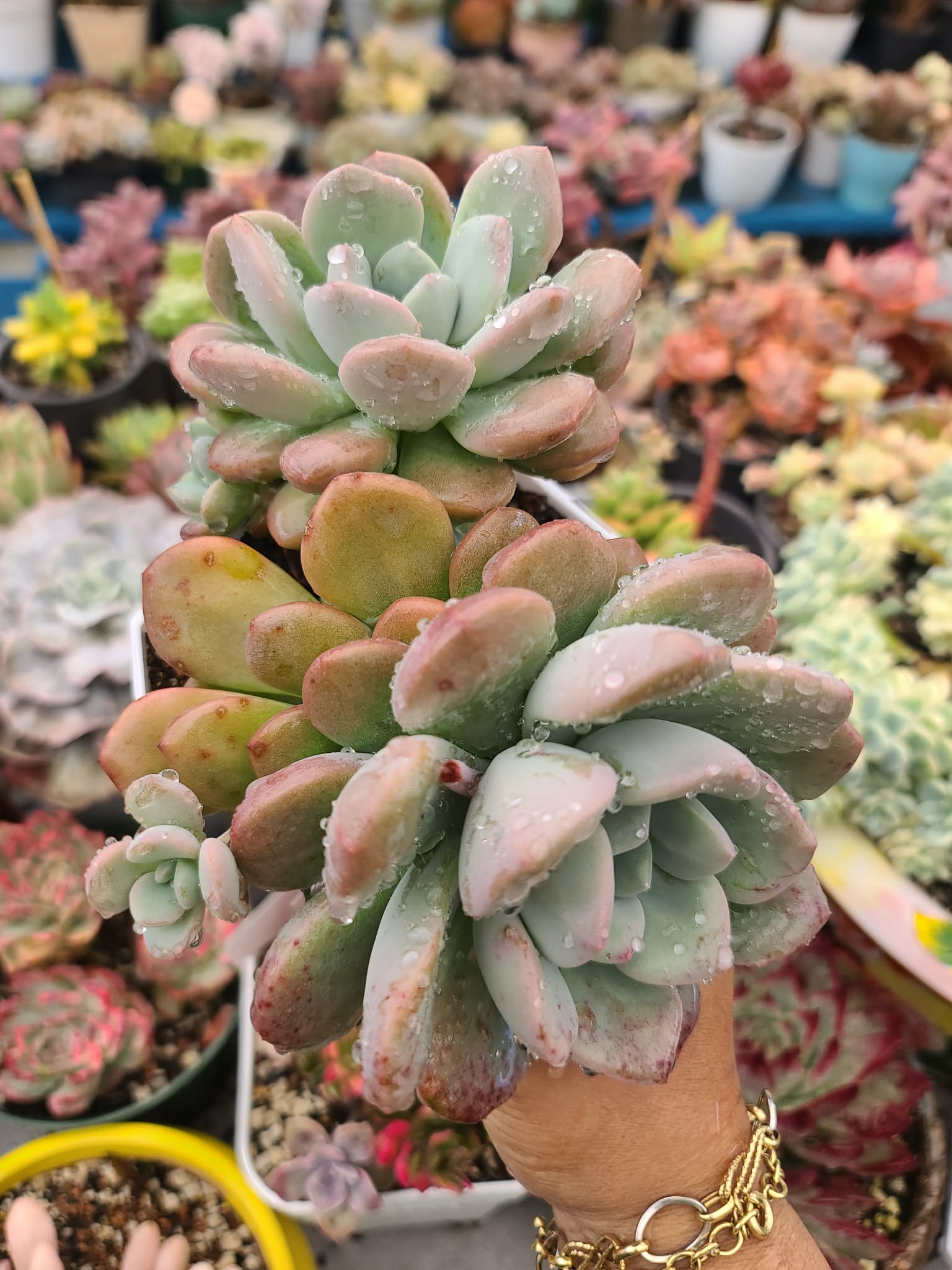 Graptoveria Amorfati - Image 2