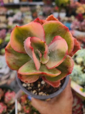 Echeveria Roserock Variegated