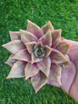 Echeveria Papi Star
