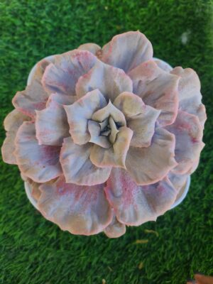 Echeveria Red Marvel