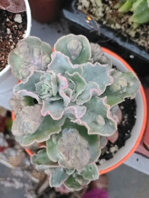 Echeveria Castle (2 heads)