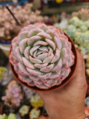 Echeveria Onslow Variegated