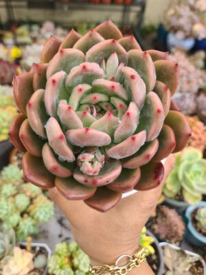 Echeveria Sharmon