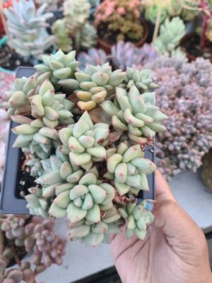 Echeveria JC van Keppel