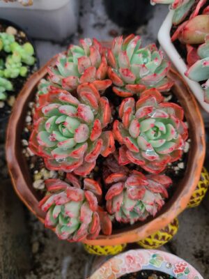 Echeveria Minima