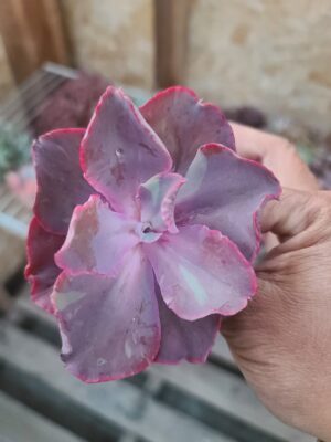 Echeveria Puri Variegated
