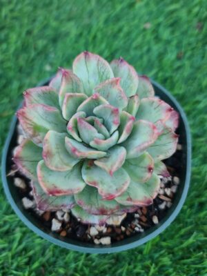 Echeveria Floridity White Variegated