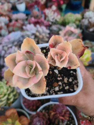 Echeveria Pink Angel Variegated ( 2 heads )