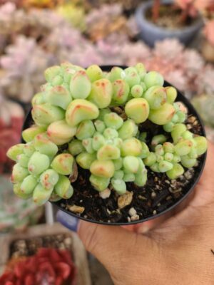 Echeveria Heart Ball