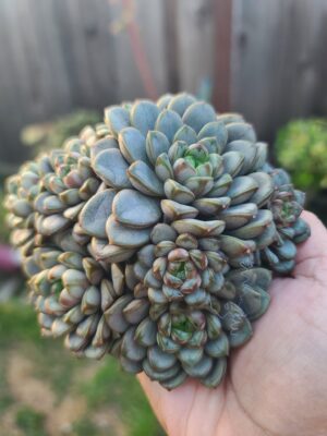 Echeveria Amethorum