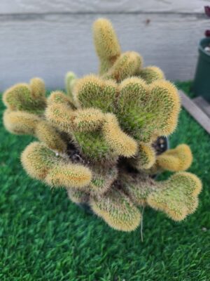 Golden Rat Tail Crested