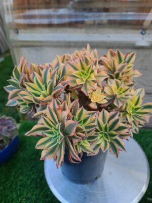 Aeonium Yellow Maple leaf