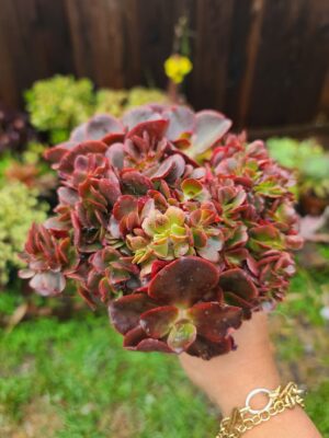 Echeveria Pappy Rose Crested