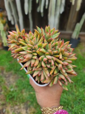Echeveria Mundy Crested
