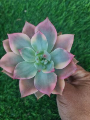 Echeveria Chimera Variegated