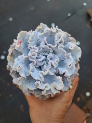 Echeveria Crispate Beauty
