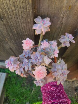 Graptopetalum Paraguayense Variegated