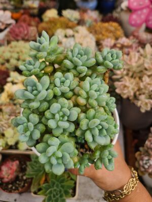 Sedum Candy