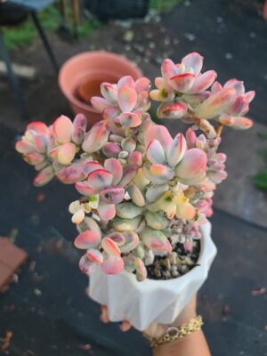 Cotyledon Orbiculata CV Variegata