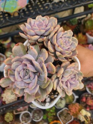 Echeveria Pinky Funky Variegated