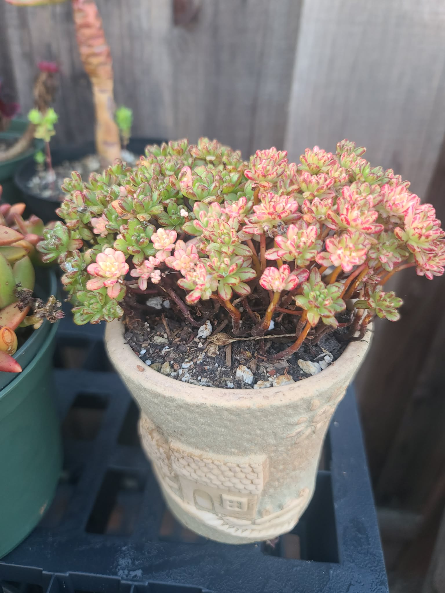 Aeonium Sedifolium Variegated - Image 3