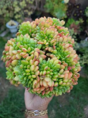 Echeveria Chubbs Crested